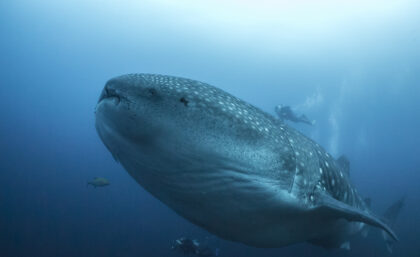 Whale shark in Galapagos