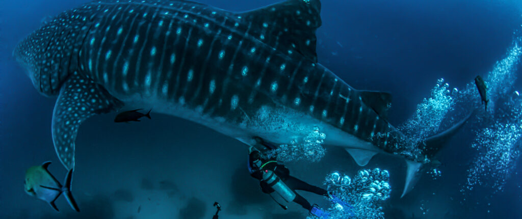Drawing blood from a whale shark in Galapagos