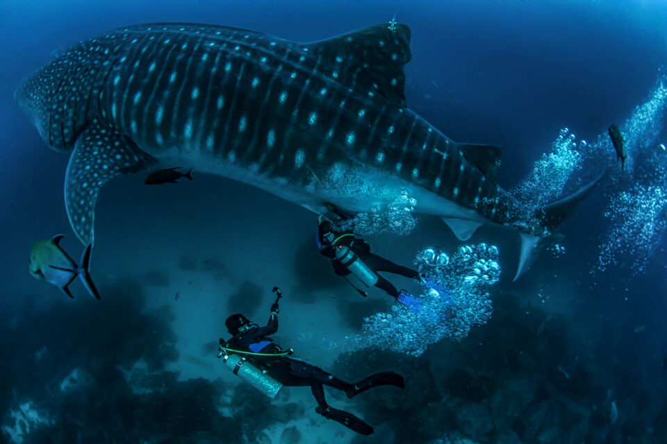 Drawing blood from a whale shark in Galapagos