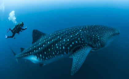 Whale shark monitoring