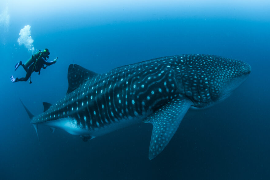 Whale shark monitoring