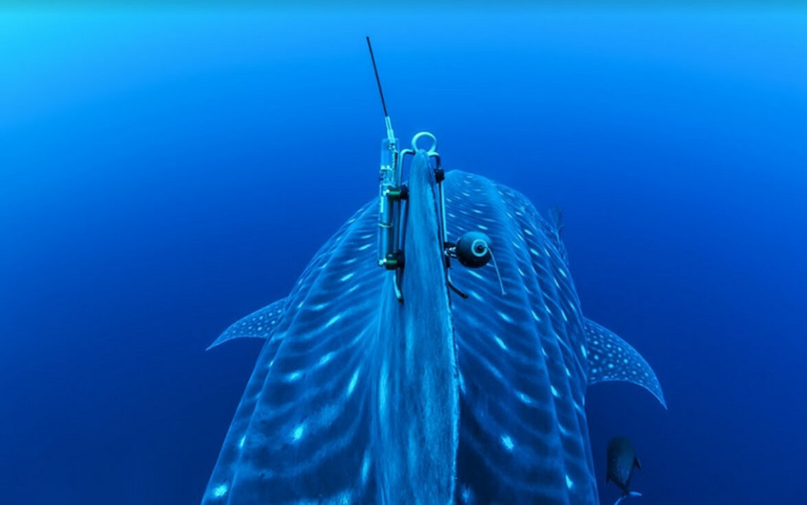 Whale shark tagging