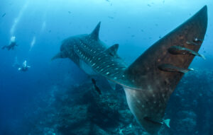 Whale shark with diver