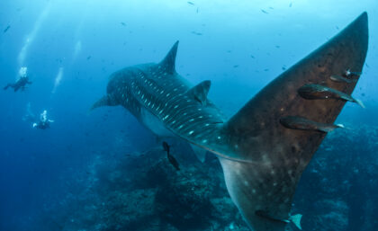 Whale shark with diver
