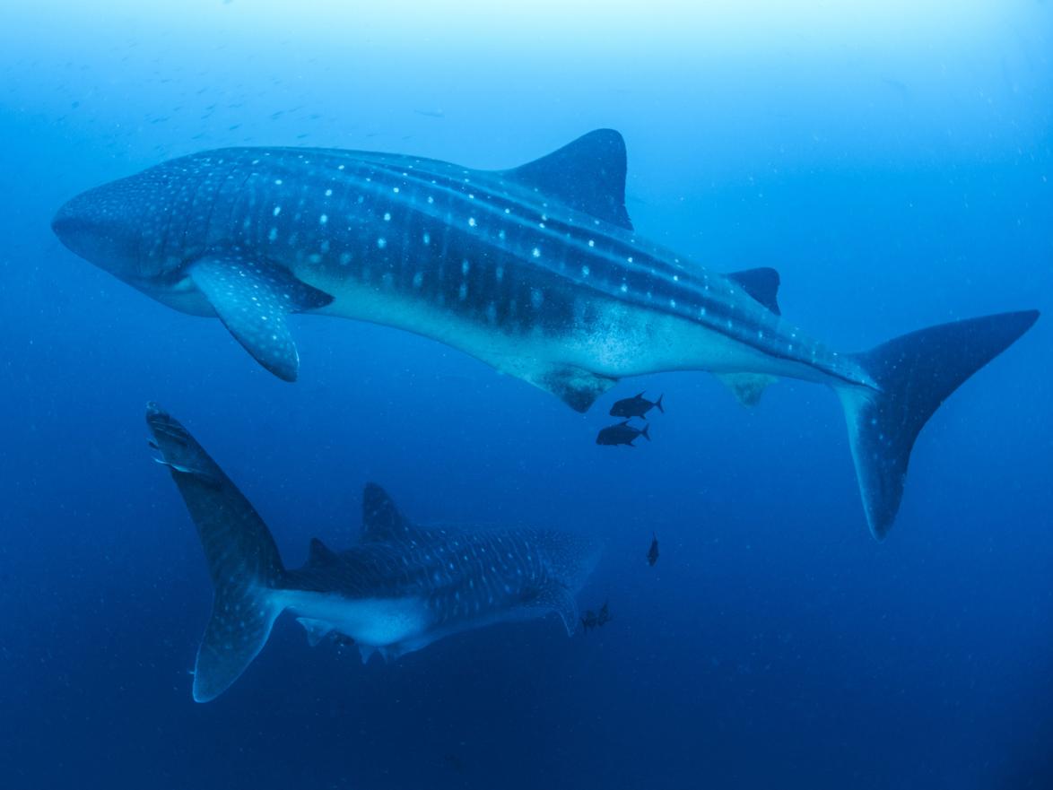 Whale sharks in Galapagos