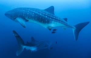 Whale sharks in Galapagos