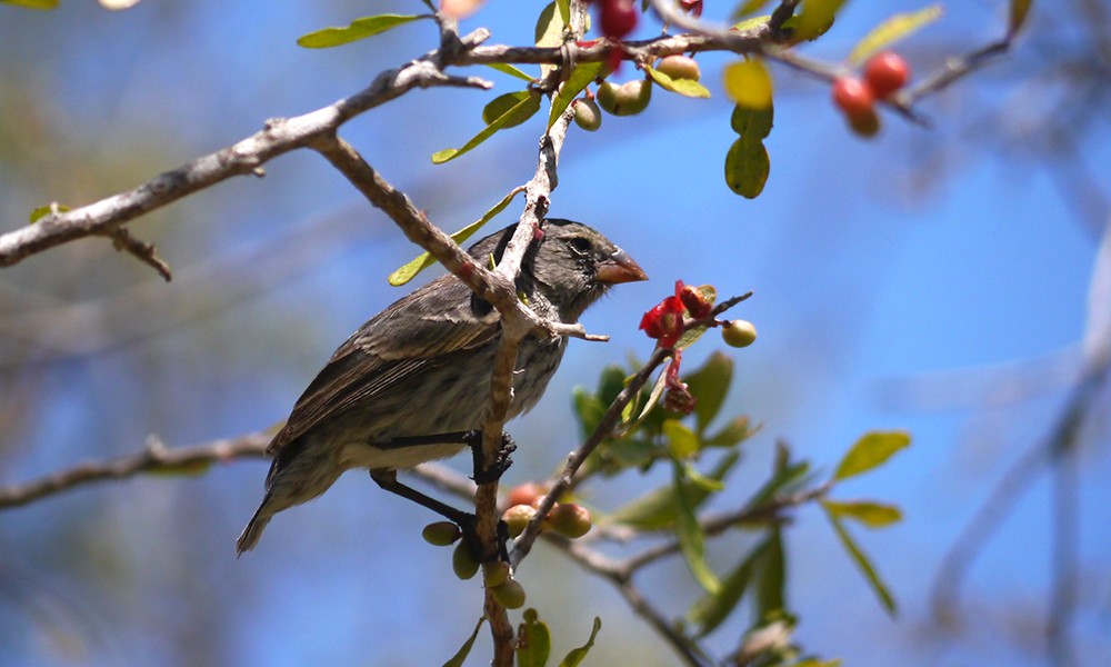 Wildlife, Finch ©Robert Stebbings