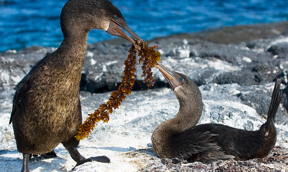 Wildlife, Flightless Cormorant, ©Gordon Chambers