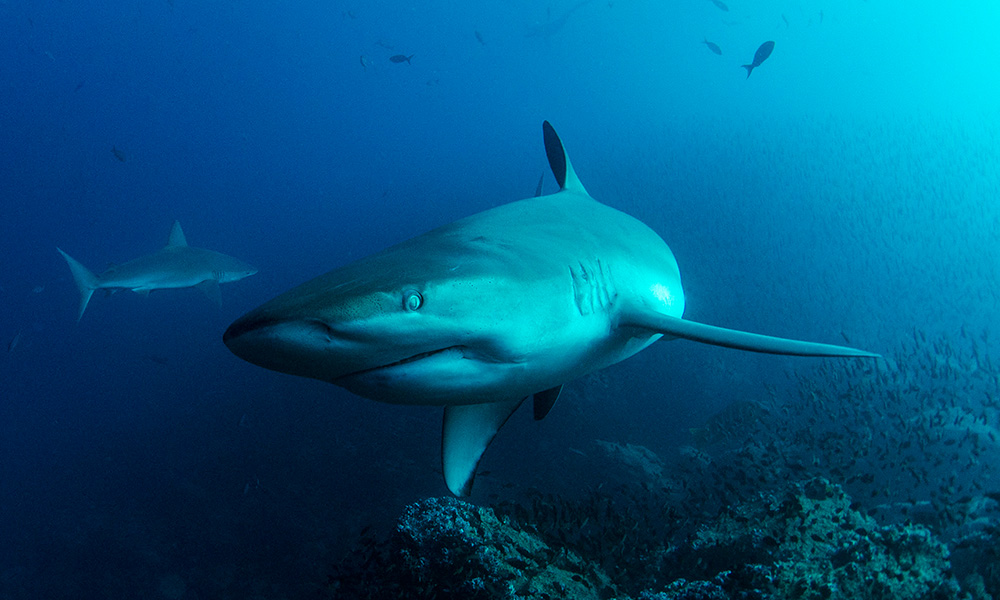 Wildlife, Galapagos Shark ©Jonathan Green_1000x600