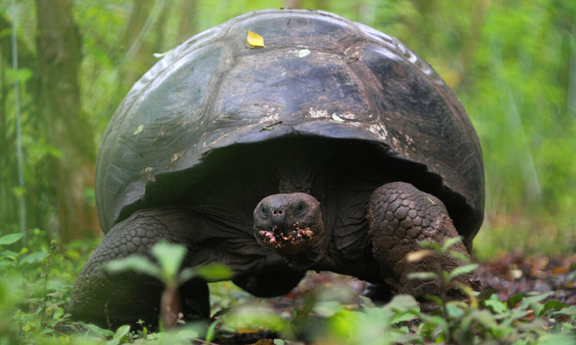 Galapagos giant tortoise eating guava