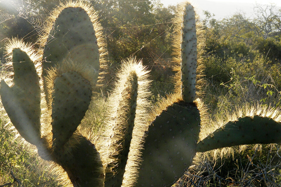 Prickly pear cactus - Galapagos Conservation Trust
