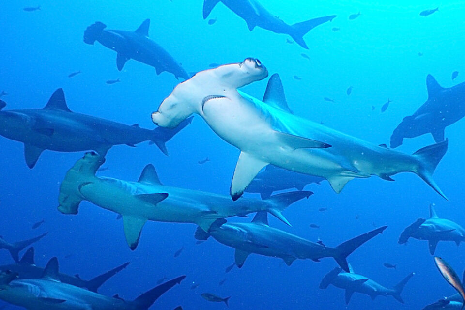 Wildlife-Scalloped-Hammerhead-cGalapagos-National-Park.jpg