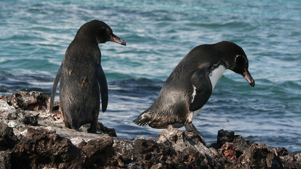 blog, penguins, Robert Silberman