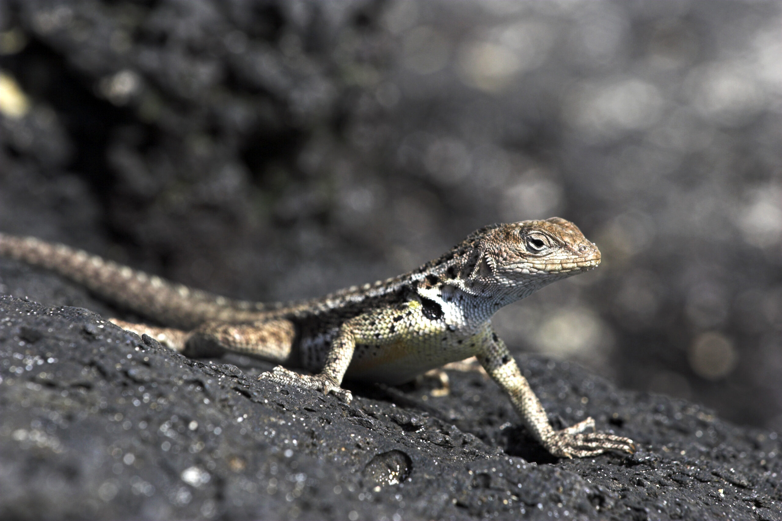 Small Lava Lizard, Microlophus species, sunbathing on black volcanic rock, Floreana, Galapagos Islands.