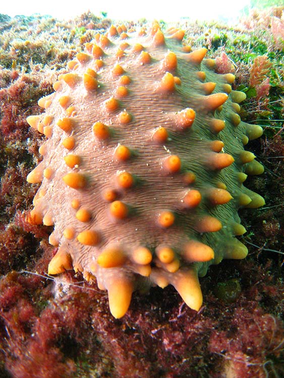 Sea cucumber © Vanessa Green