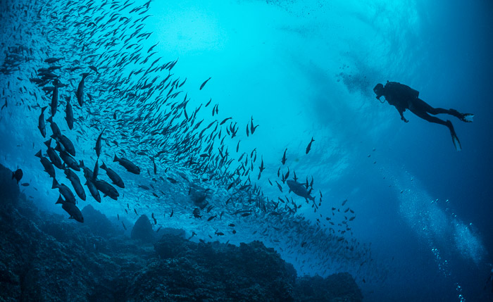 Blog, Diver with fish ©Simon Pierce