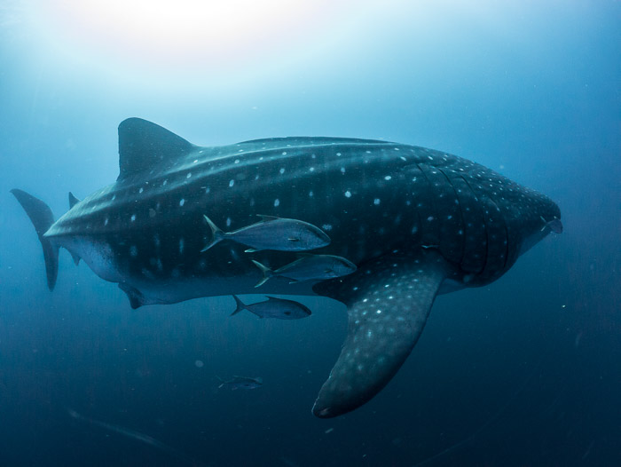 Blog, Whale Shark © Simon Pierce