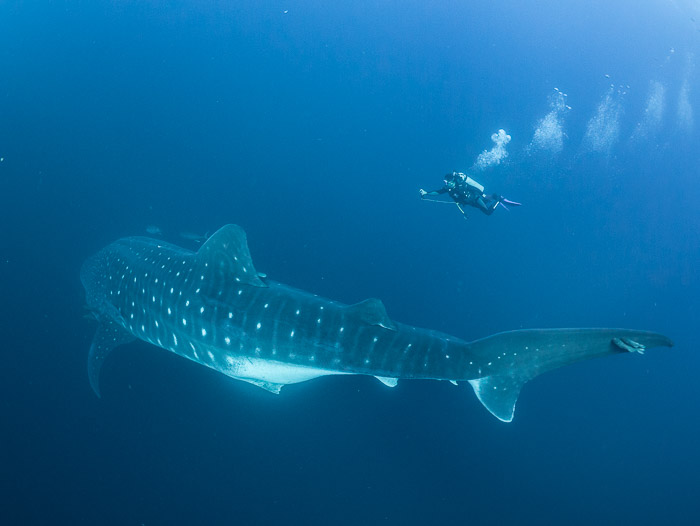 Whale shark scientist ©Simon Pierce