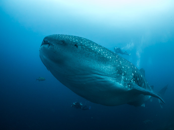 Blog, Whale shark ©Simon Pierce