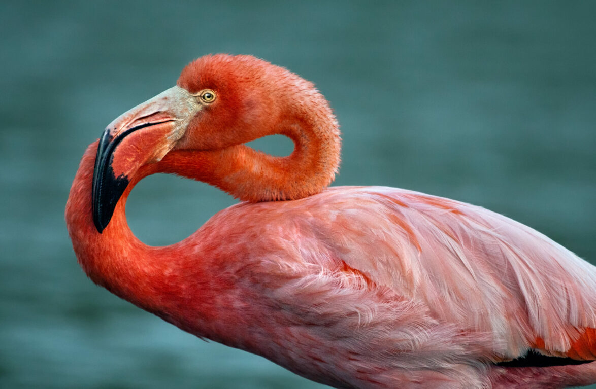 American flamingo in Galapagos