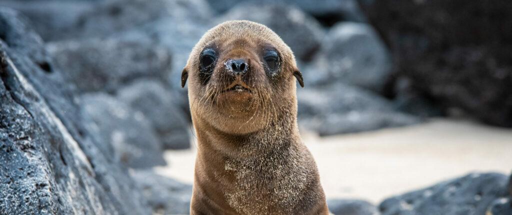 Baby Galapagos sea lion