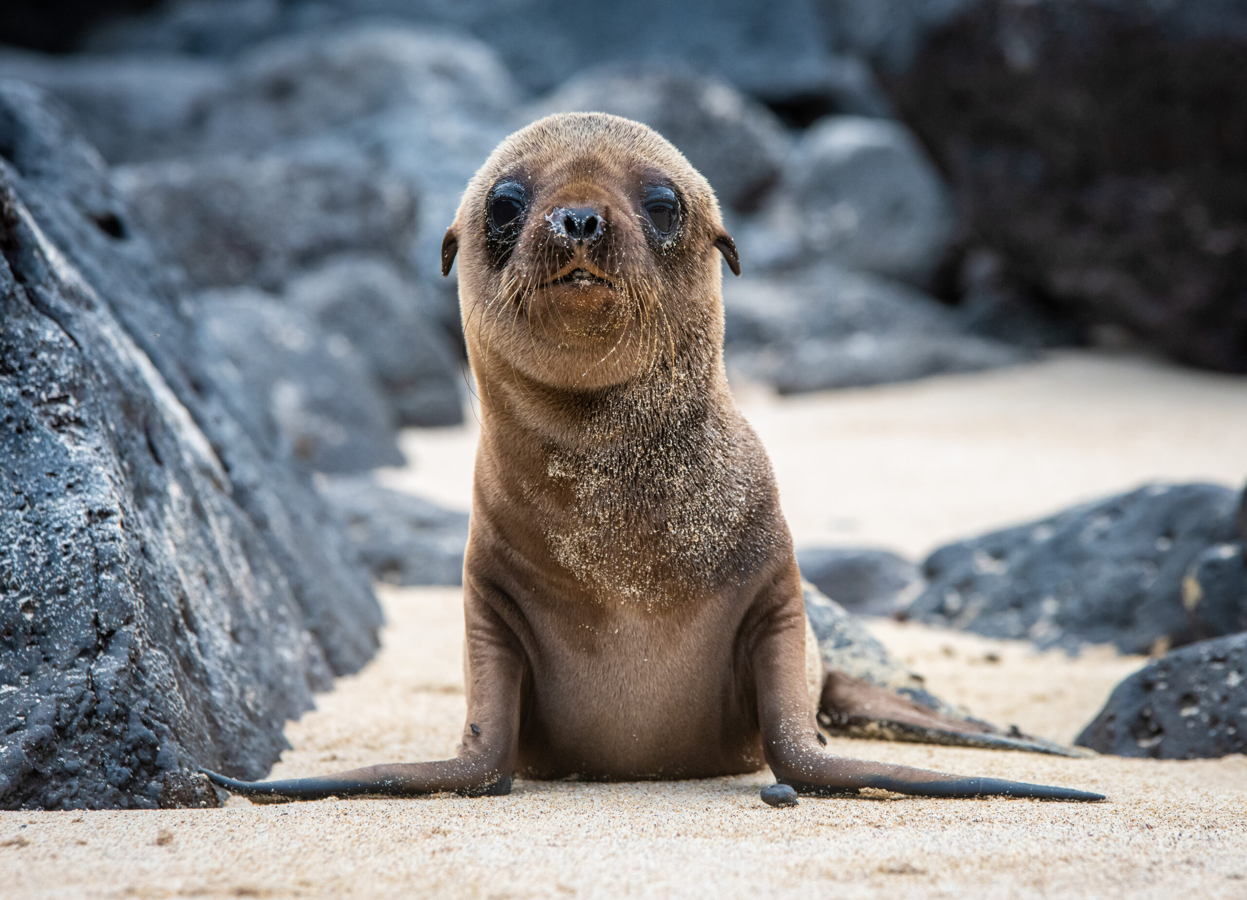 Baby Galapagos sea lion