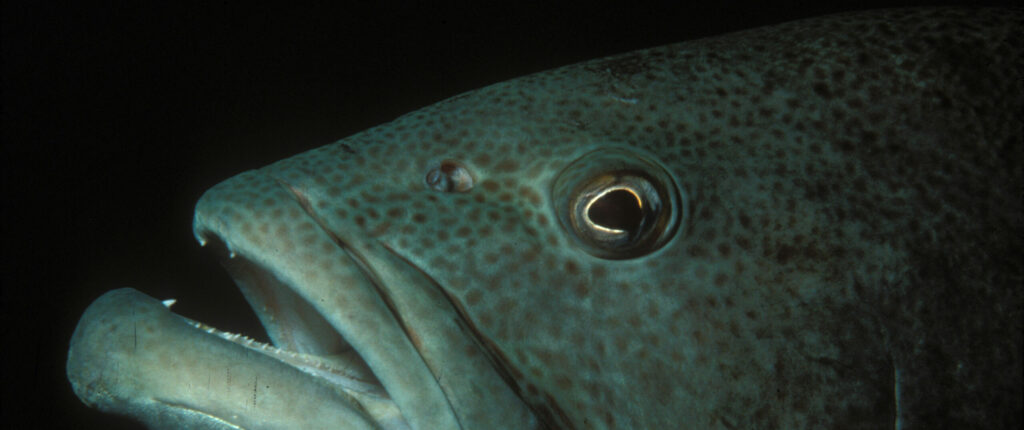 Bacalao grouper