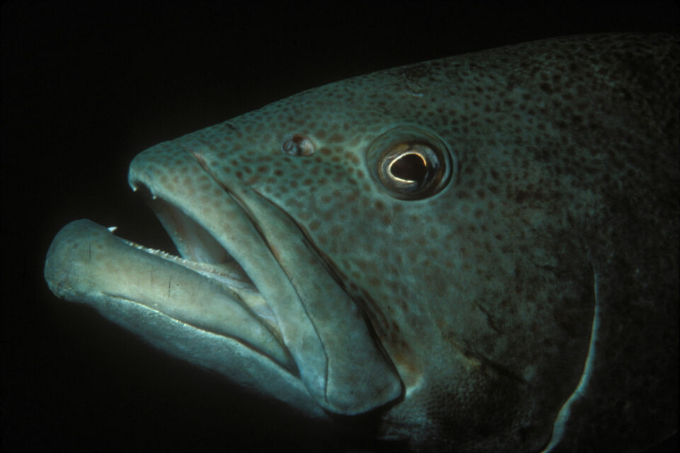 Bacalao grouper