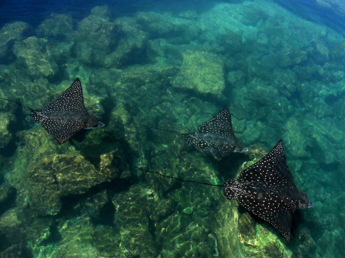 Black spotted eagle rays in Galapagos