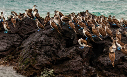 Blue-footed boobies on Isabela island, Galapagos