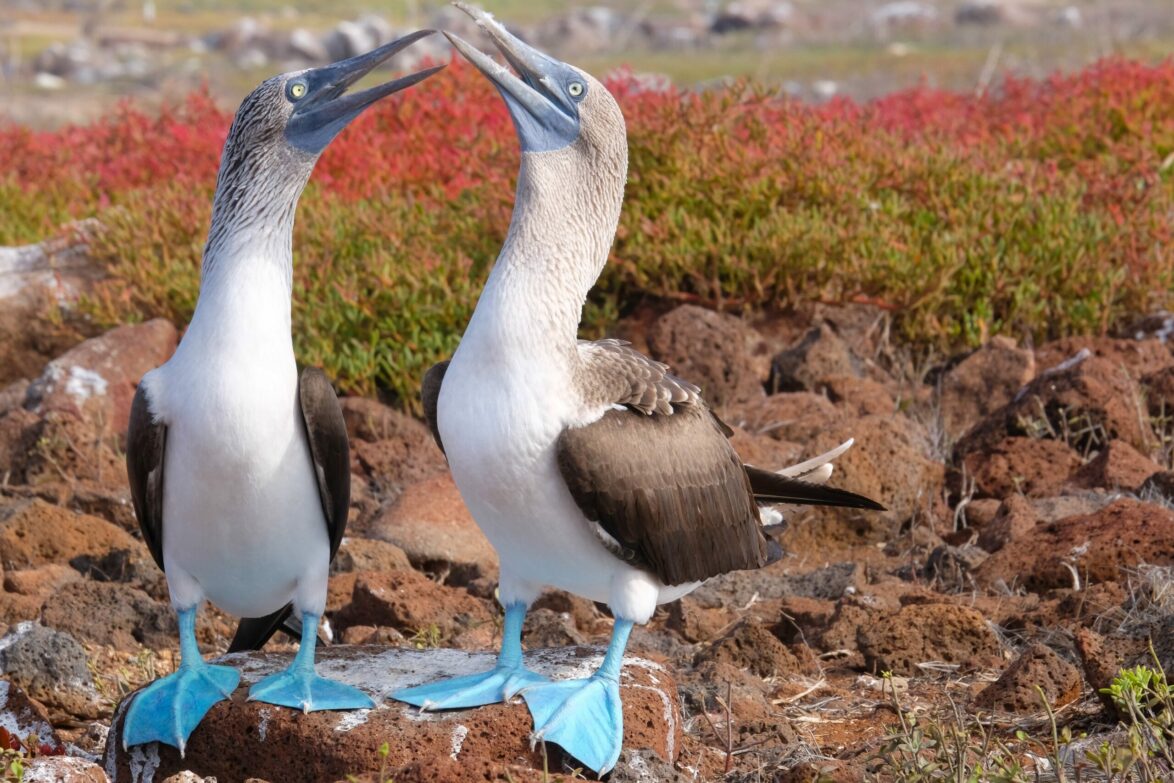 Blue-footed boobies mating