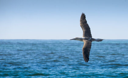 Blue-footed booby in flight