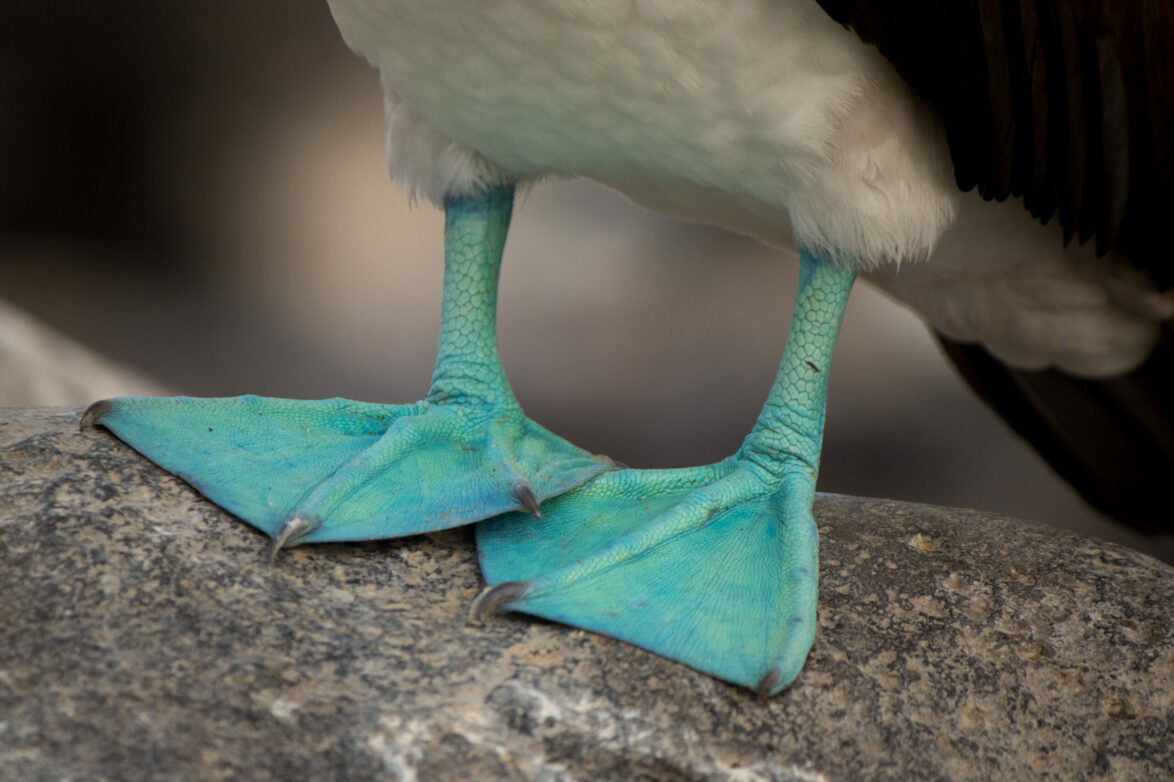 Blue-footed booby's feet, Galapagos Islands