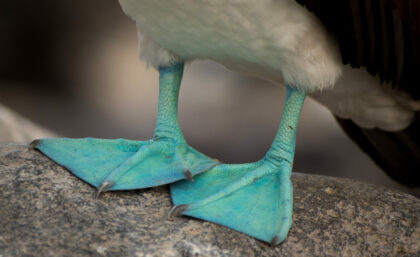 Blue-footed booby's feet, Galapagos Islands