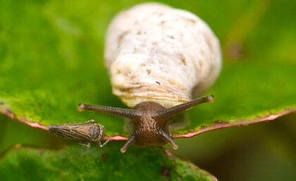 Bulimulid snail in Galapagos