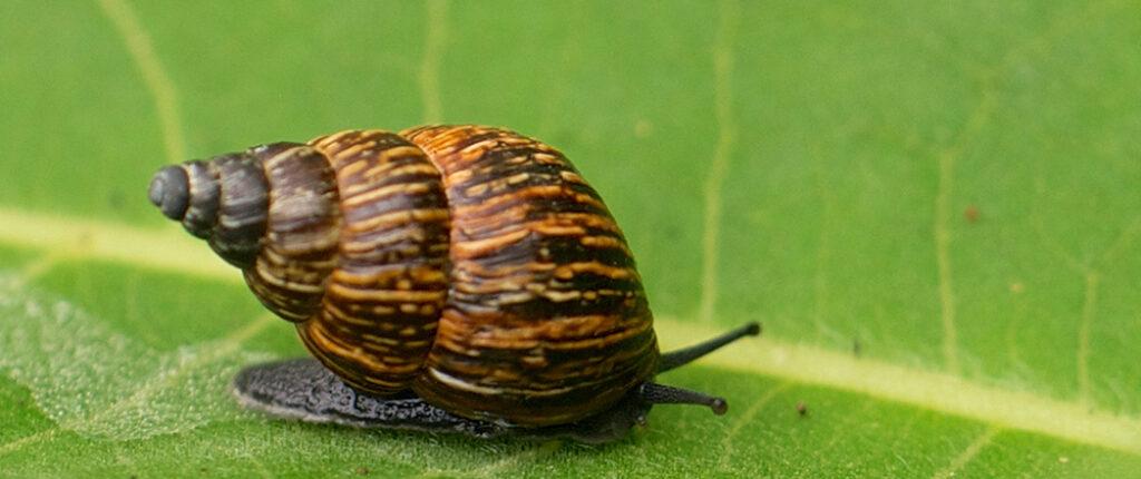 Bulimulid snail