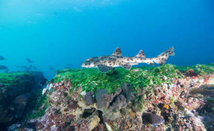 Bullhead shark in Galapagos