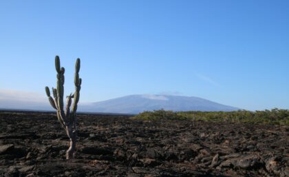 Candelabra cactus in Galapagos