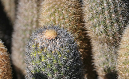 Candelabra cactus in Galapagos