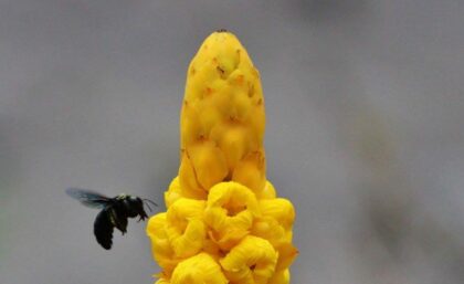Galapagos carpenter bee