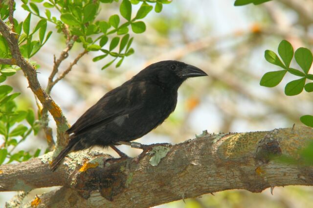 Common cactus finch