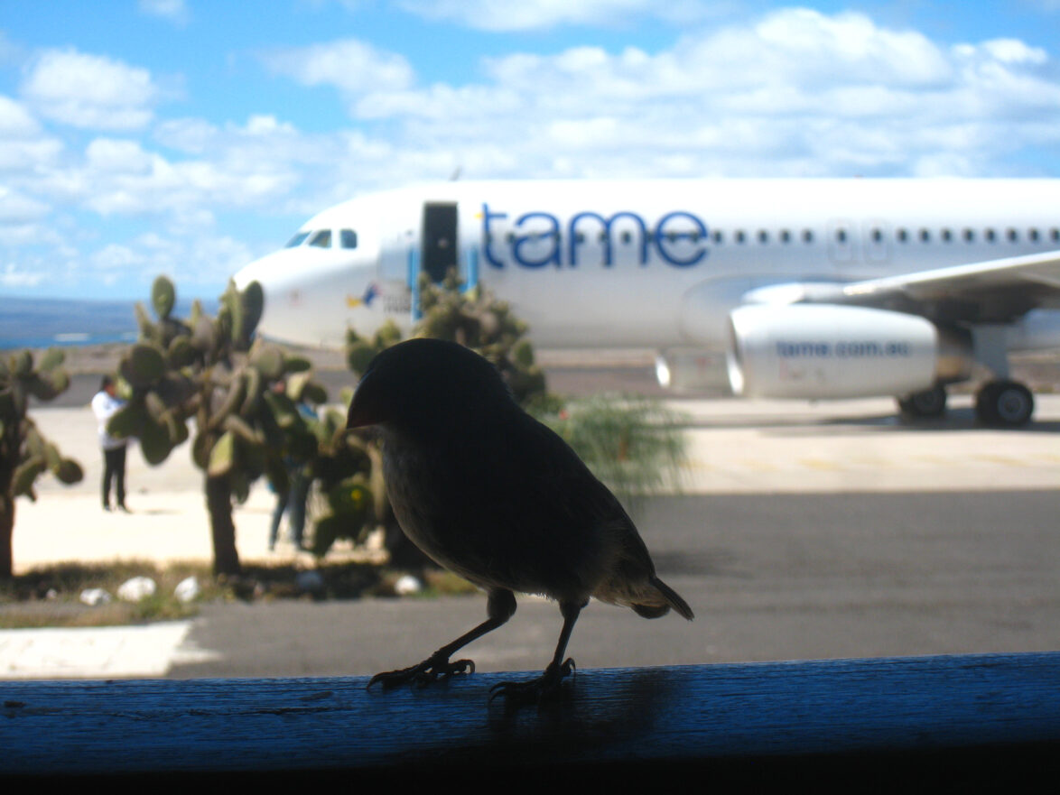 Darwin's finch at Baltra airport