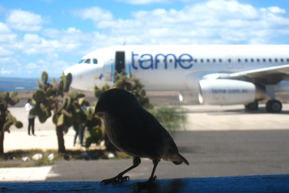 Darwin's finch at Baltra airport