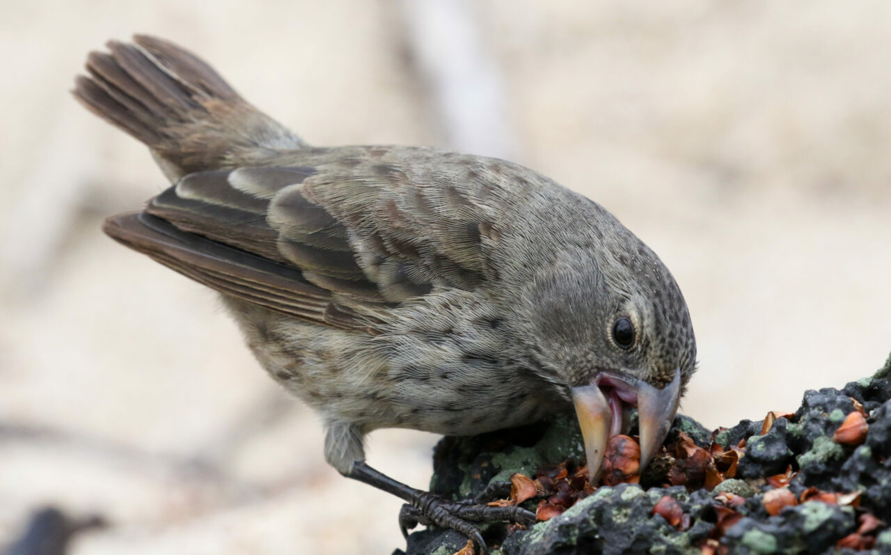 Darwin's finch feeding on seeds