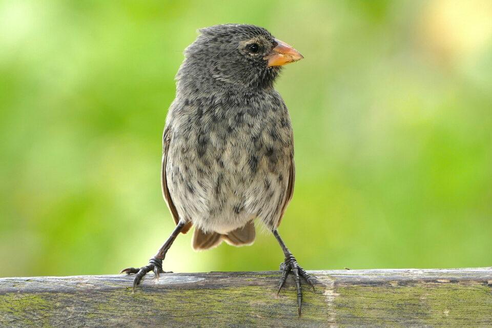 One of Darwin's finches in Galapagos