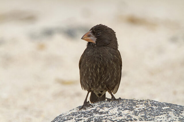 Española cactus finch