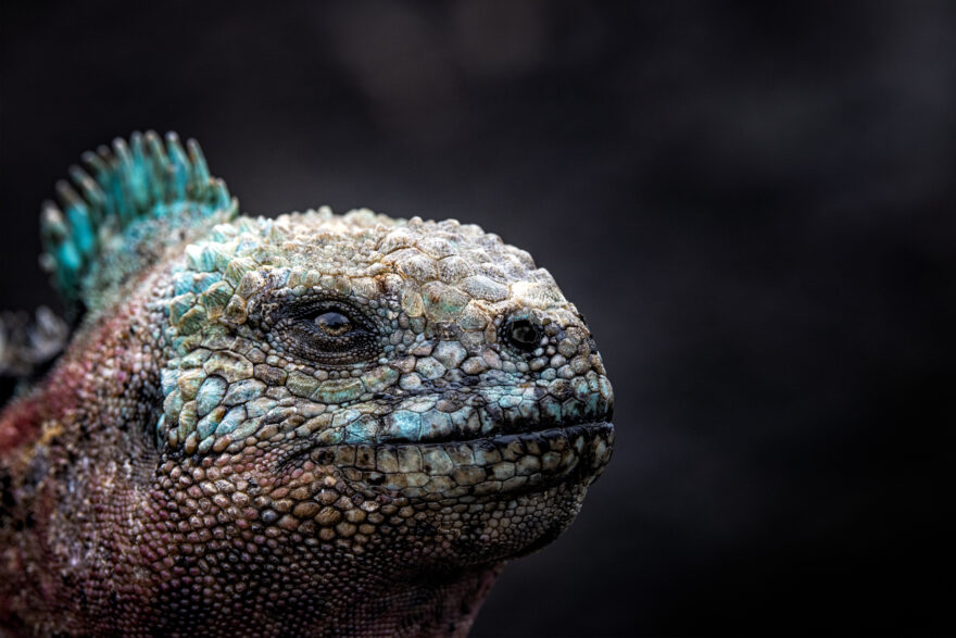 Long-line fishing in the Galapagos Archipelago - Galapagos Conservation  Trust