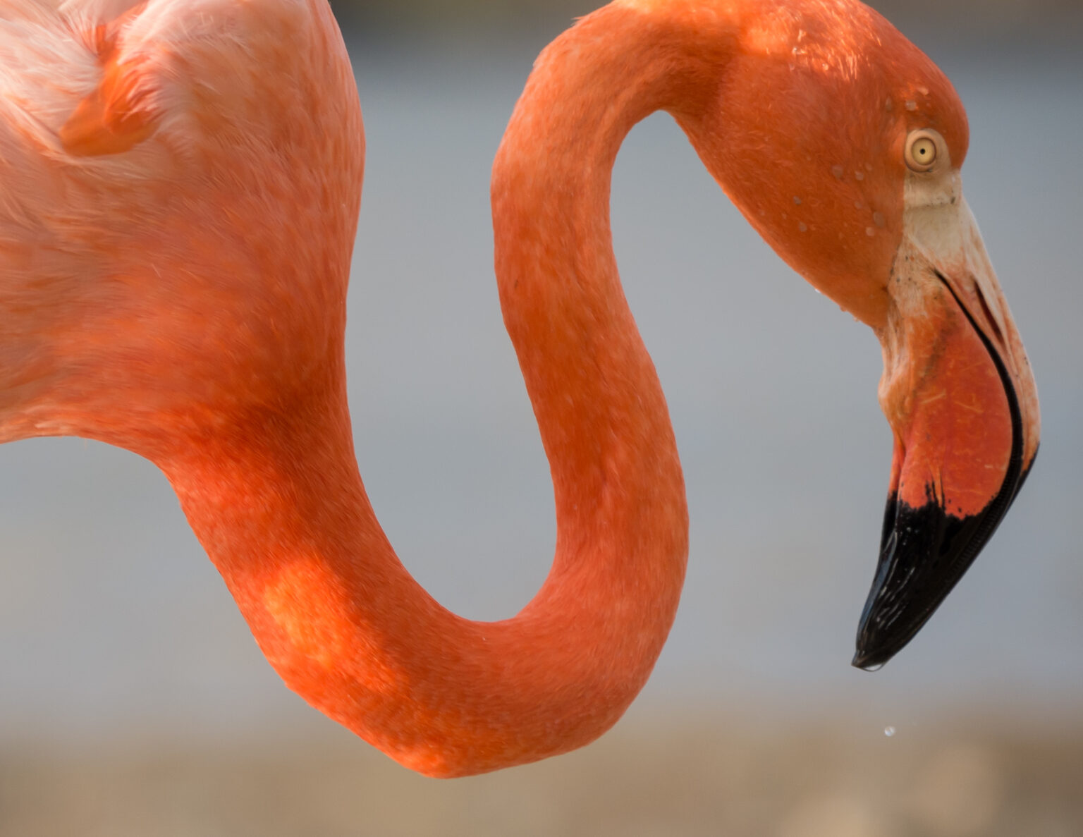 American Flamingo Facts