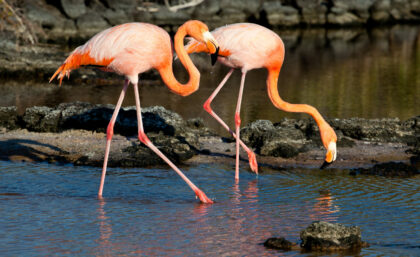 American flamingos in Galapagos