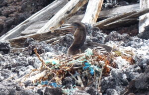 Flightless cormorant nest contaminated with plastics